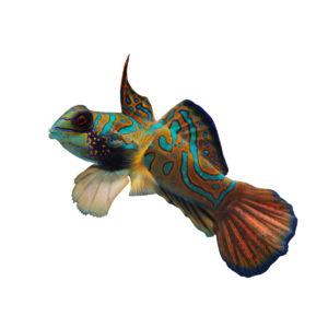 Green Mandarin Dragonet