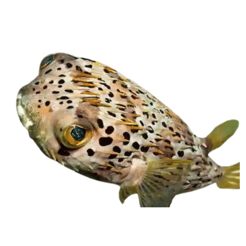 Porcupine Puffer