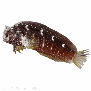 Starry Blenny