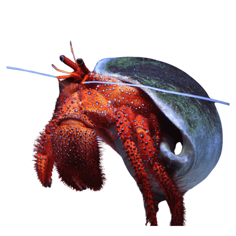 Hairy Red Hermit Crab