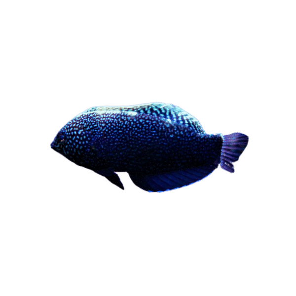 Black Leopard Wrasse (Expert Only)