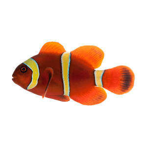 Clownfish Wild