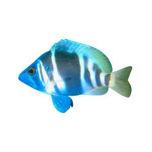 Hamlet Fish