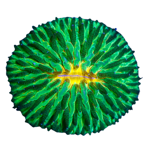 Fungia Plate Coral