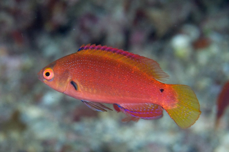 Fine Spotted Wrasse - Image 2