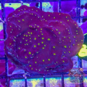 HML (1 HEAD) MULTICOLOR TIP TORCH STOCK SINGLE