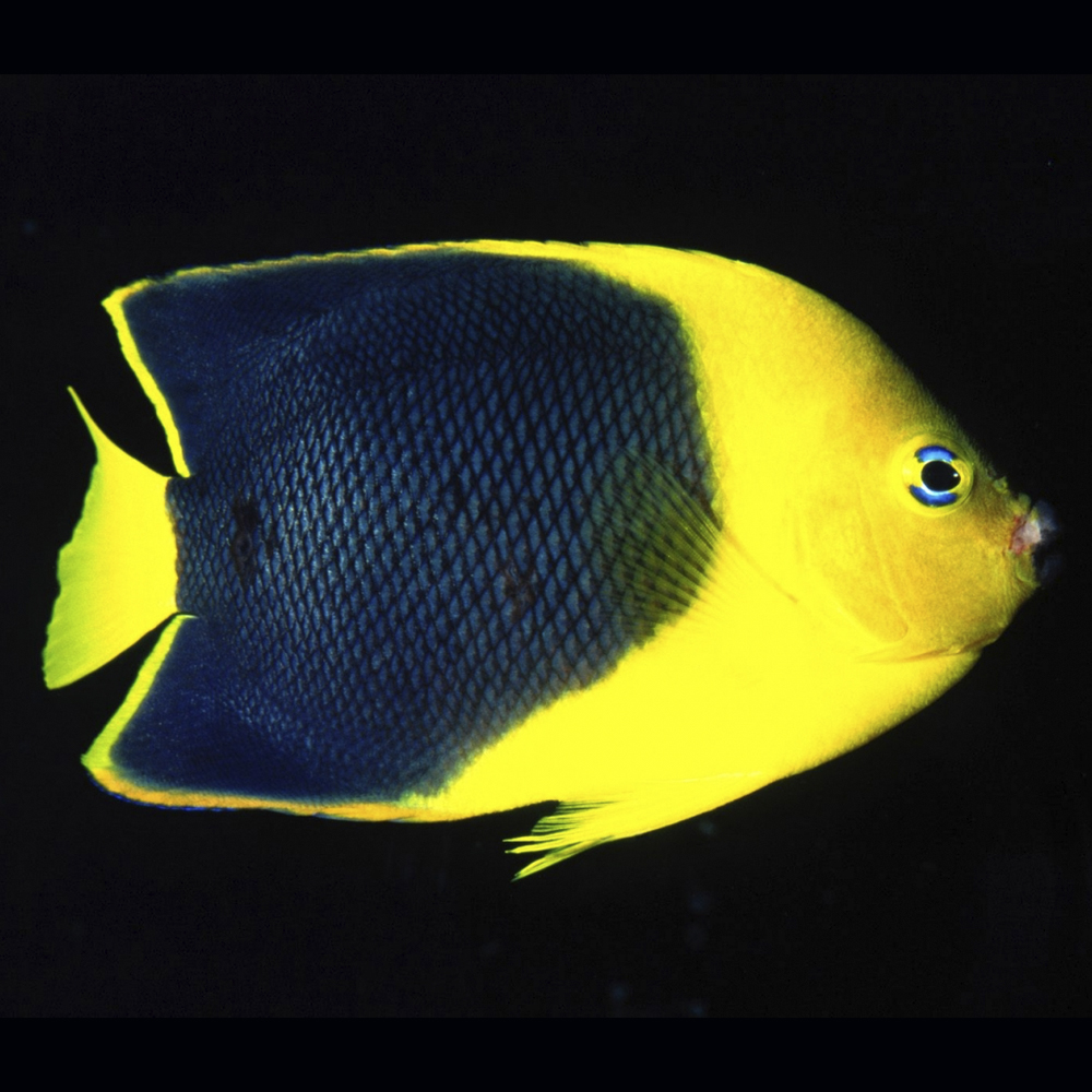 Rock Beauty Angelfish - Harry's Marine Life
