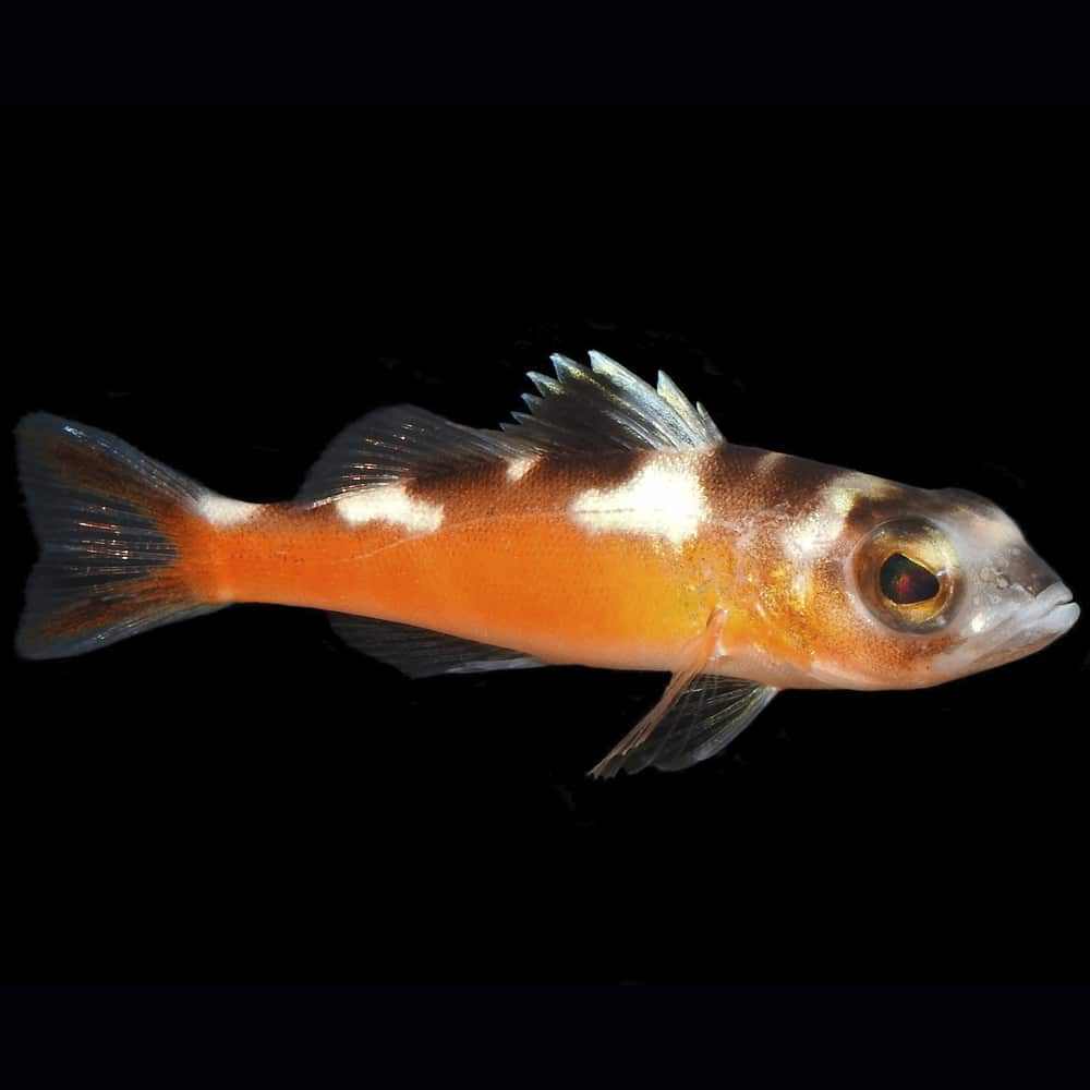 Tobacco Basslet