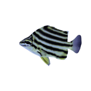 Aussie Stripey (Aiptasia Eating) Small