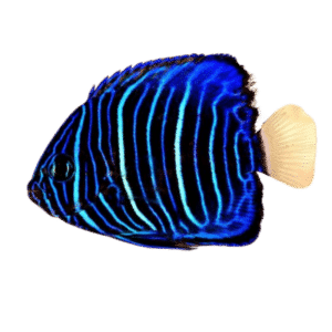Annularis Angel Juvenile