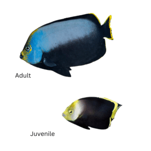 Black Velvet Angelfish