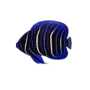 Blueface Angel Juvenile