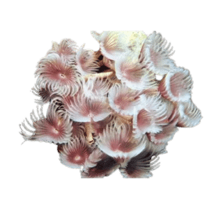 Cluster Duster