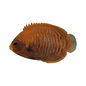 Golden Angelfish (Expert Only)