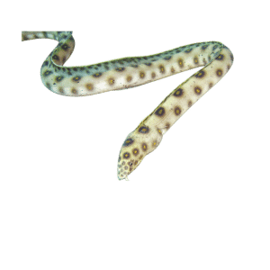 Golden Spotted Eel (Expert Only)
