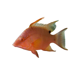 Hi Fin Hogfish