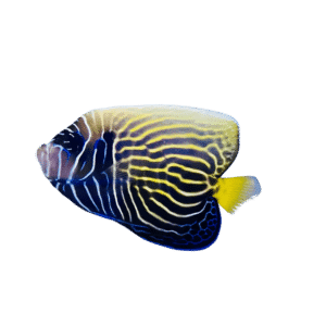 Imperator Angel Changing(Sub-Adult)