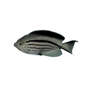 Lamarck Angelfish