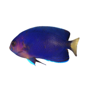 Pygmy Yellow Tail Angel