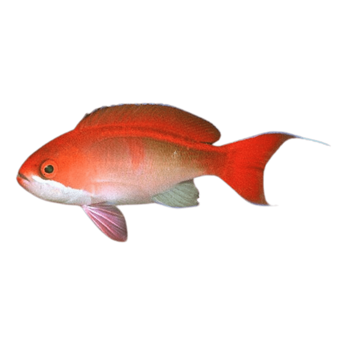 Red Bar Anthias (Female)