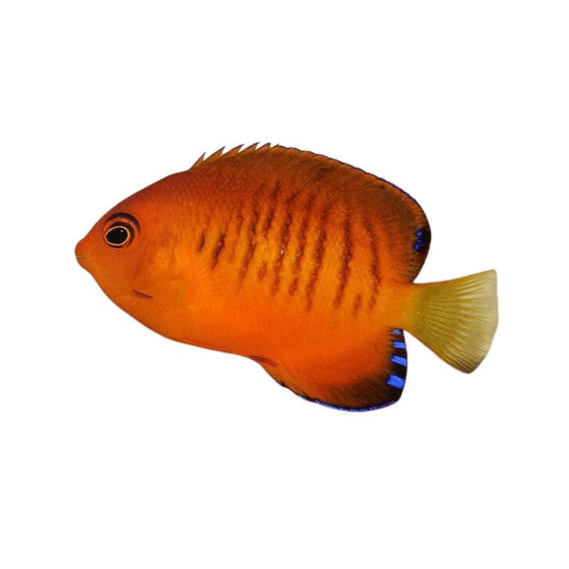 Shepards Angel (Expert Only)