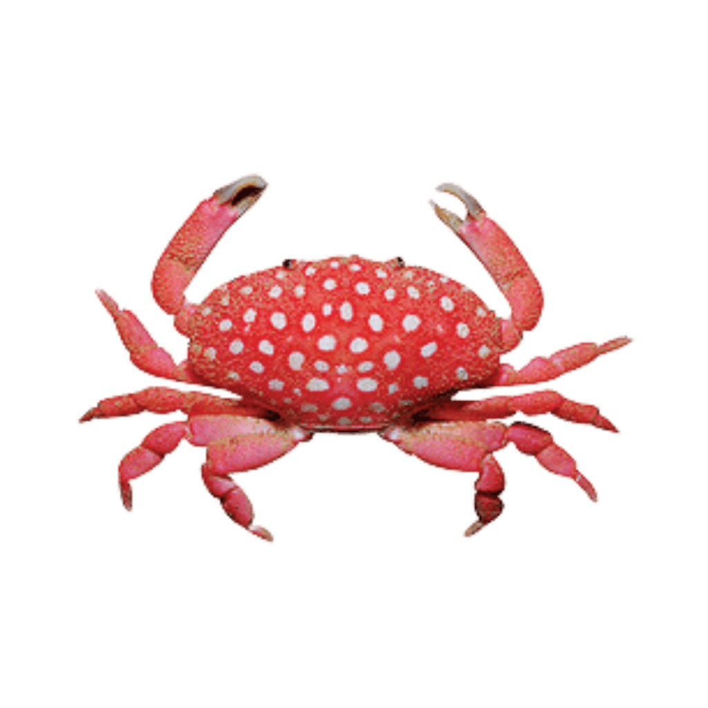 Strawberry Crab Harry s Marine Life strawberry-crab-harry-s-marine-life