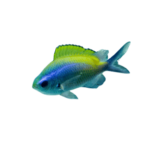 Sunshine Chromis