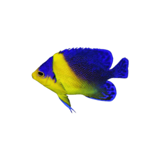 Venustus (Purple Masked) Angel (Expert Only)