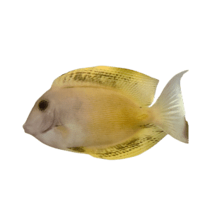 Acanthurus Koi Tang (Grade A)