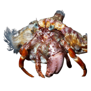 Anemone Hermit Crab