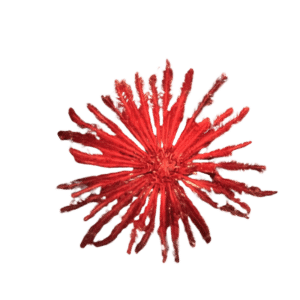 Asst Feather Star