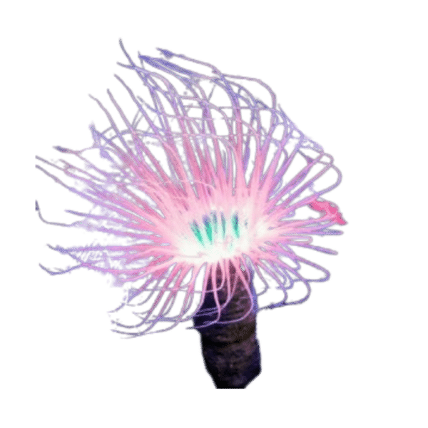 Asst Tube Anemone