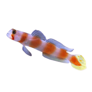 Aurora Goby Africa