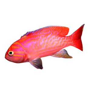 Bimaculatus Anthias Male