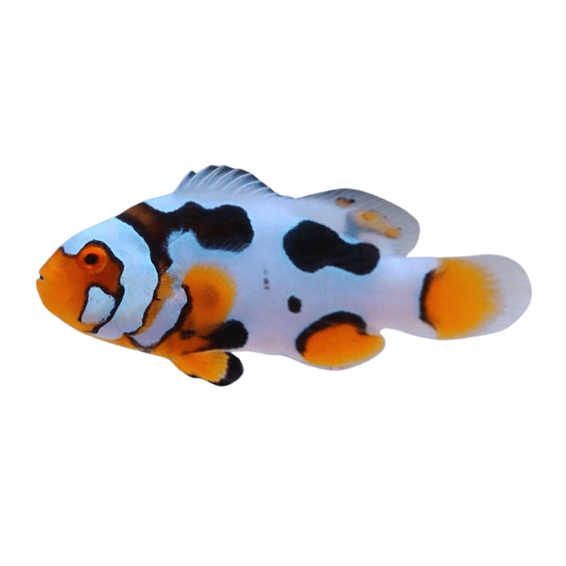 Black Helmet Picasso