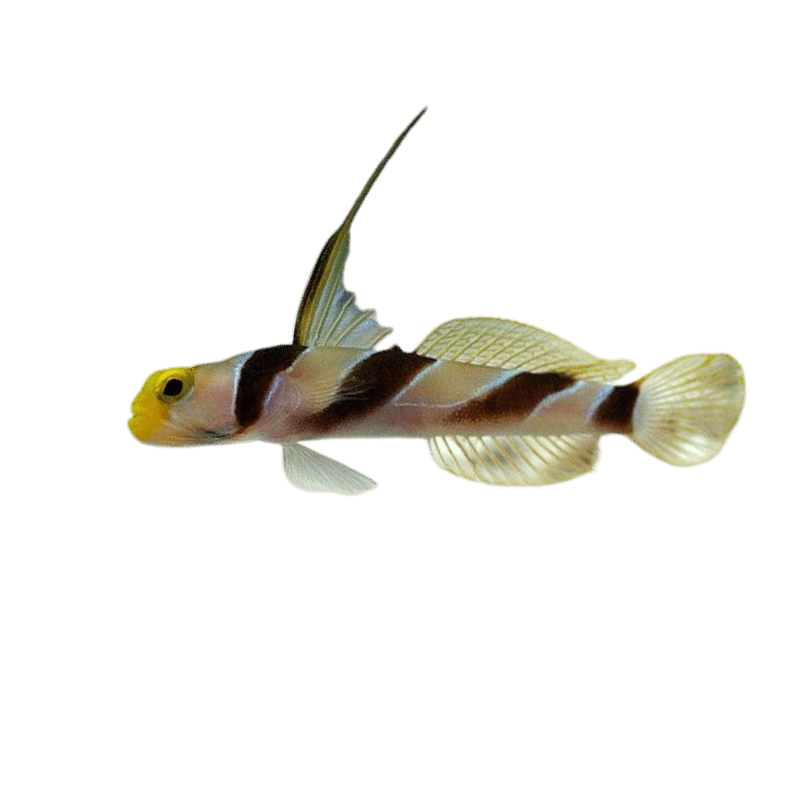 Black Ray Goby