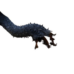 Black Sea Cucumber Africa