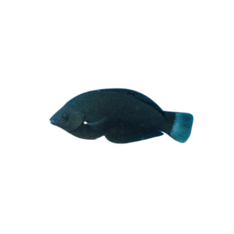 Black Wrasse