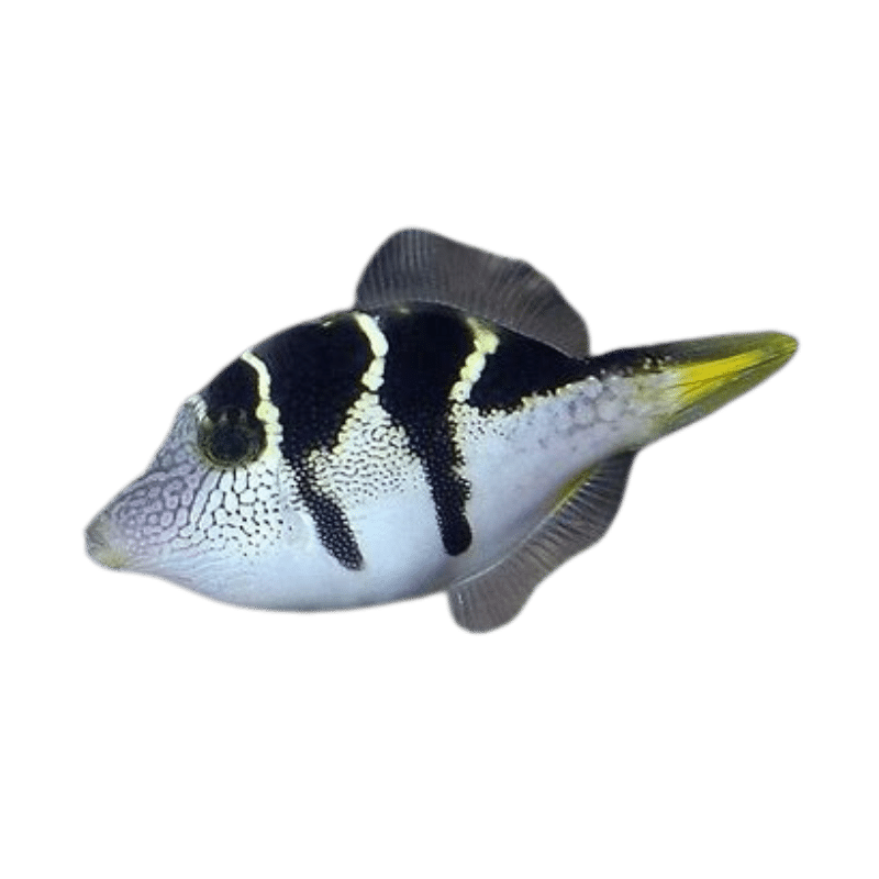 Blacksaddle (Mimic) Filefish