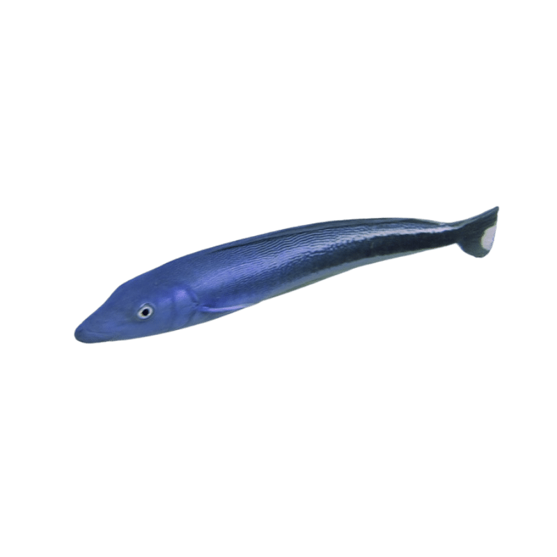 Blue Blanquillo