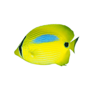 Blue Spot Butterflyfish