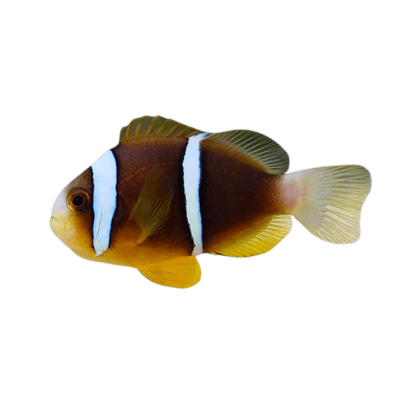 Blue Stripe Clown Pair Large