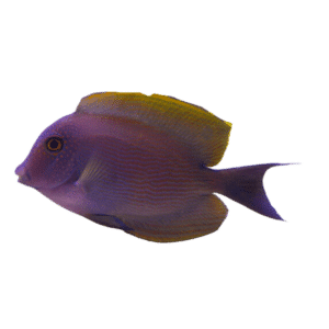 Bristletooth Tang Juv
