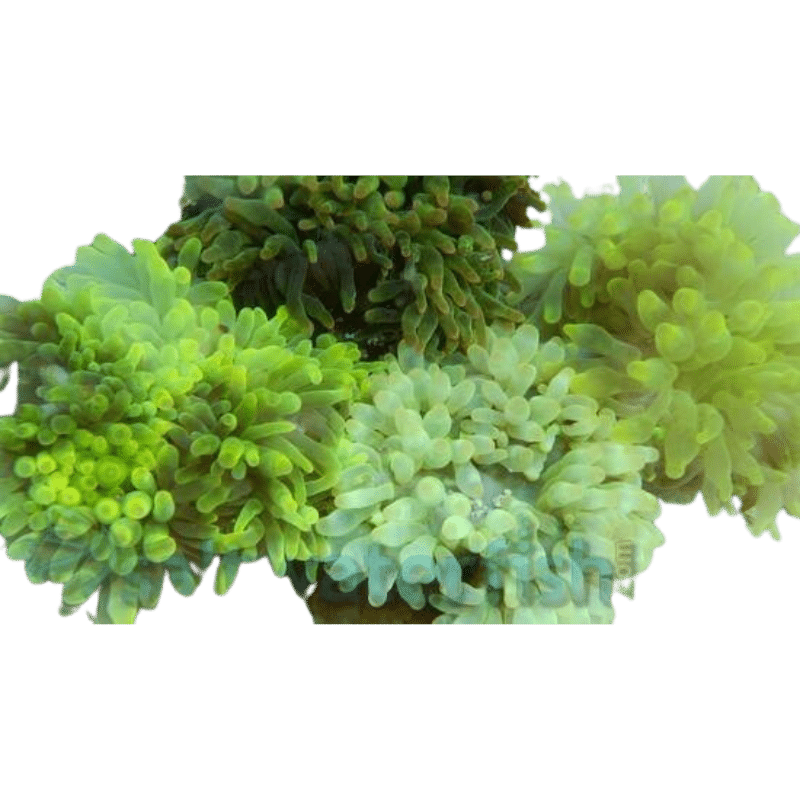 Bubble Tip Anemone (Assorted Color Wild)