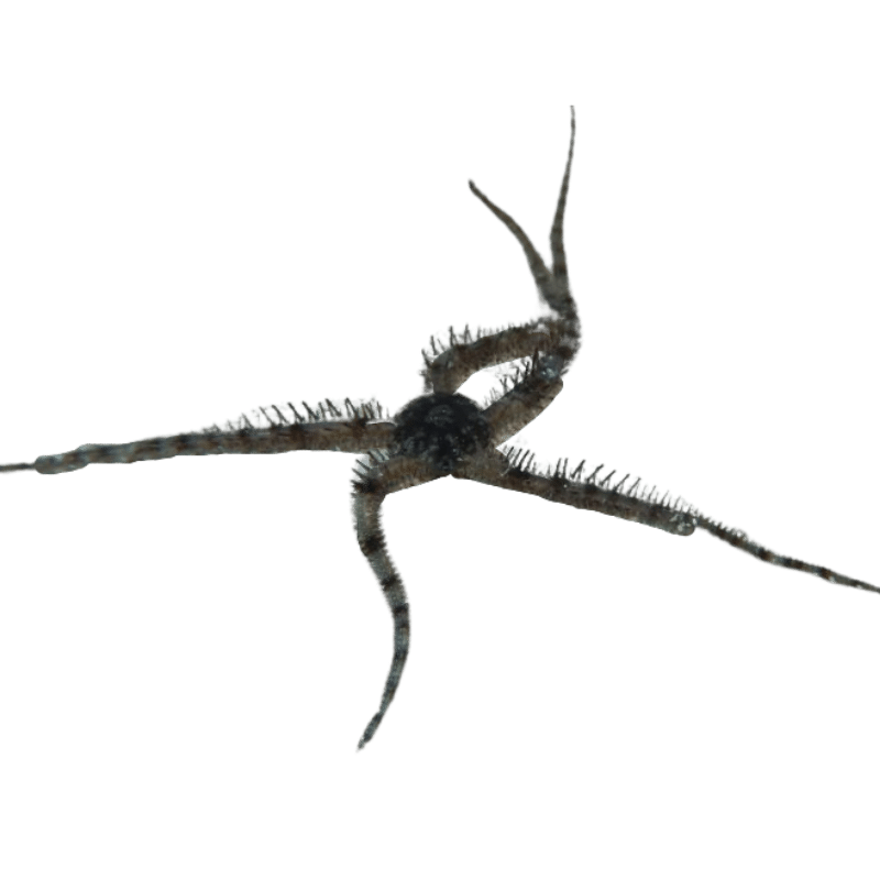 Bubble Tip Brittle Star