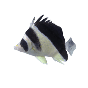 Burgess Butterfly (Expert Only)
