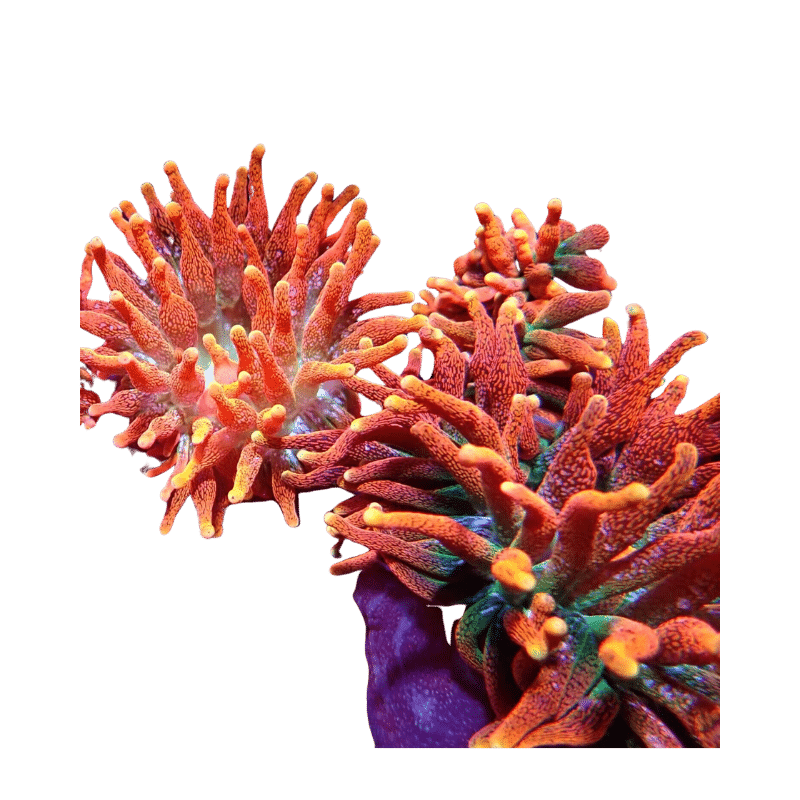 CC Supernova Bubble Tip Anemone - Harry's Marine Life