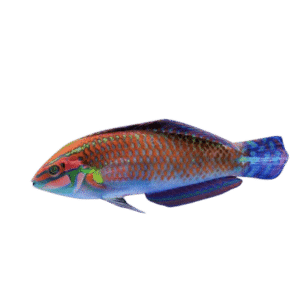 Christmas Wrasse