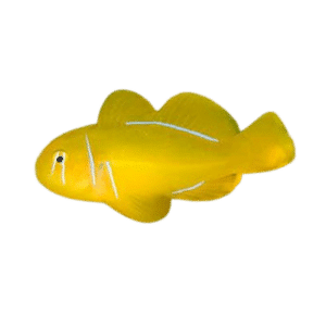Citron Goby (Fiji)