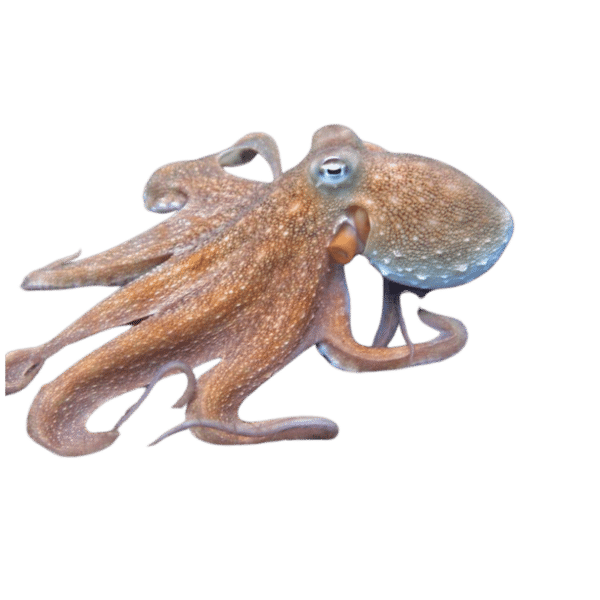 Common Octopus (No Guarantee)